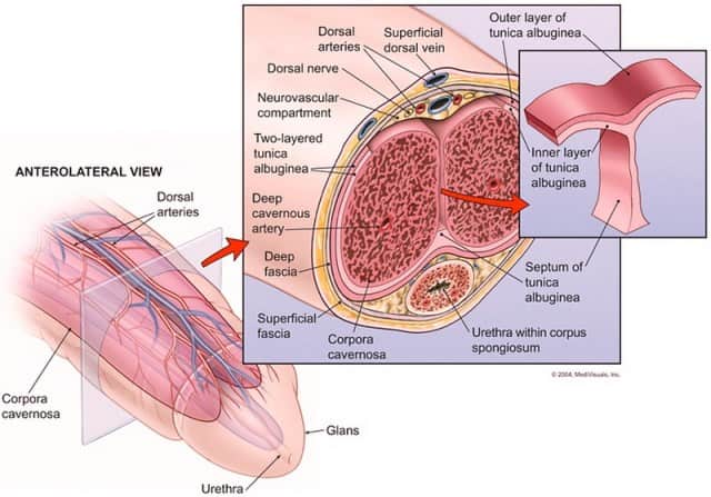 Anatomia del pene