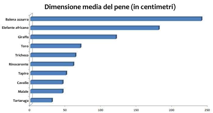 lunghezza-media-pene-animal