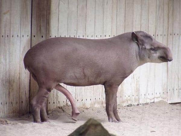Un tapiro e il suo pene