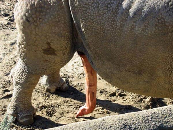 Un pene di rinoceronte