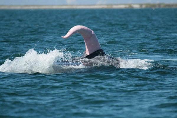 Pene della Balena Azzurra