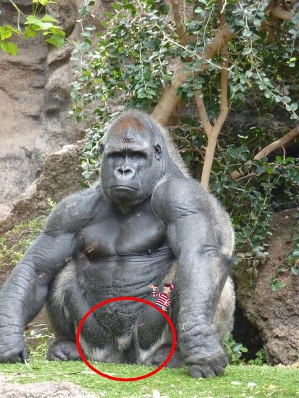 Genitali del gorilla