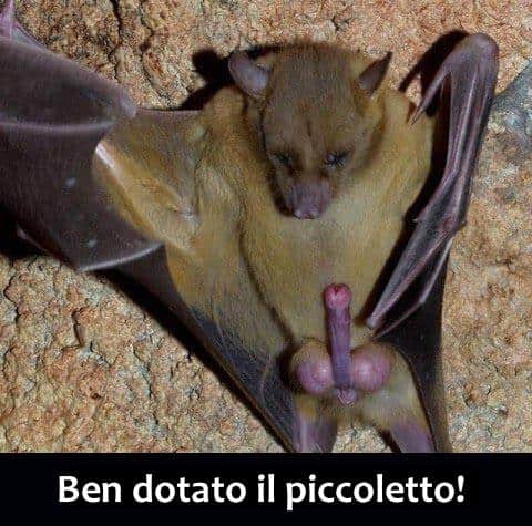 pene-pipistrello