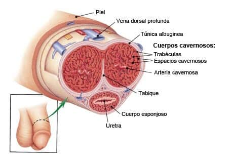 Anatomia del Pene