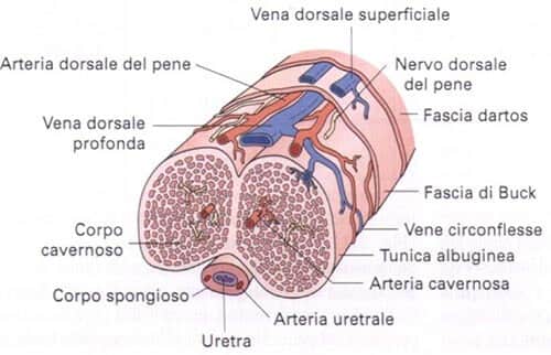 Anatomia del pene umano
